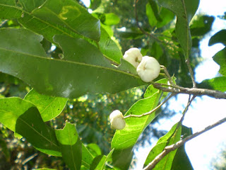 White Aspen Fruit Pictures