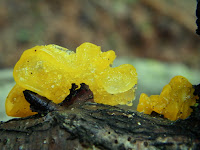 Tremella mesenterica