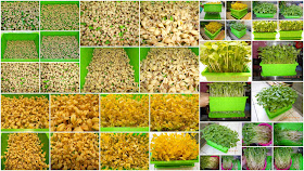 米豆,黑眼豆副食品,米豆副食品,眉豆功效,米豆泥,米豆便當,米豆哪裡買台中,米豆營養成分,米豆好處,米豆是什麼