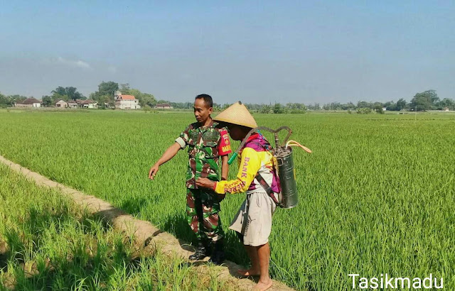 KodimKaranganyar - Antisipasi Hama Babinsa Tasikmadu Melaksanakan Pendampingan Penyemprotan Tanaman Padi di Wilayah Binaan