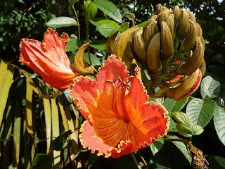 African Tulip Flower