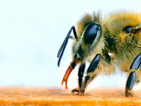 Bees in the Netherlands trained to detect current global pandemic.