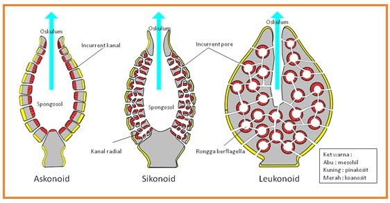 Hewan Spons Porifera  zooplant