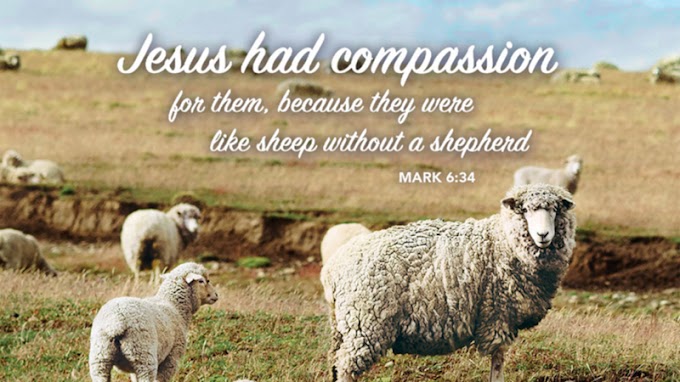 🙏 SUNDAY INSIGHTS - 16TH SUNDAY IN ORDINARY TIME 🙏