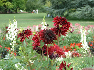 fleurs rouges