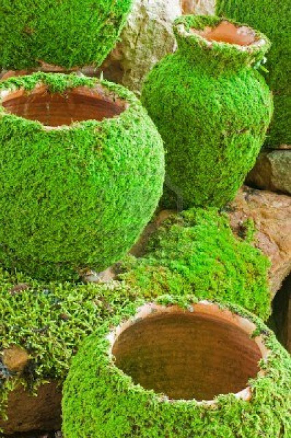 moss growing on pots and stone bench