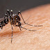 Novo boletim confirma mais de 8 mil casos e 5 mortes pela dengue no Paraná 