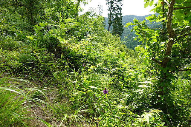 鳥取県西伯郡南部町八金 金華山登山道からの眺望