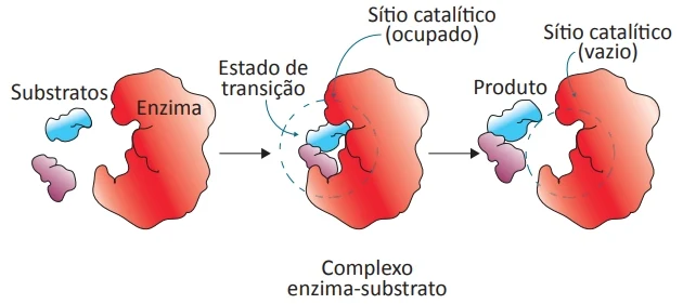 O substrato se liga a uma região específica da enzima, chamada sítio ativo. Quando ligado ao sítio ativo, o substrato é convertido em produto da reação, o qual é, então, liberado da enzima. A reação catalisada por enzimas pode ser esquematizada da forma apresentada a seguir.