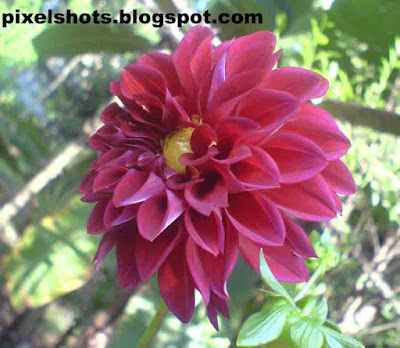 dahlia flower closeups,violet-garden-flower,fresh-violet-dahlias,dahlia plant facts,kerala-flowers,pixelshots-flower-photography