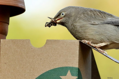 Jungle Babbler - feeding young rescued from cat