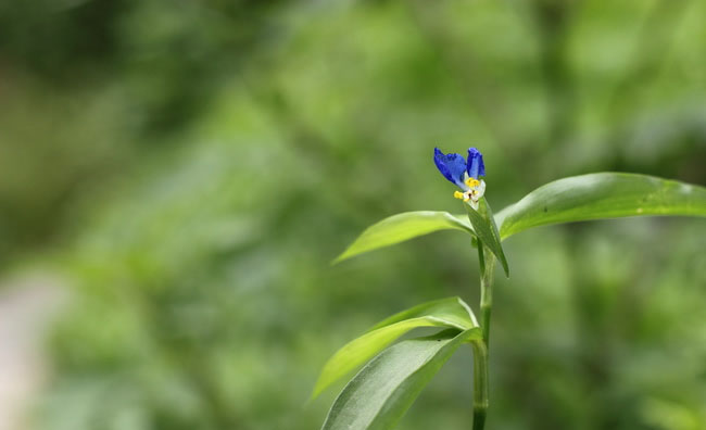Asiatic Dayflower Pictures
