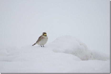 20110310_birding_4482