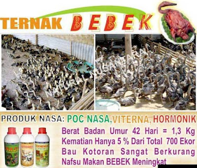 panduan cara budidaya ternak bebek itik petelur pedaging viterna poc nasa hormonik nasa natural nusantara