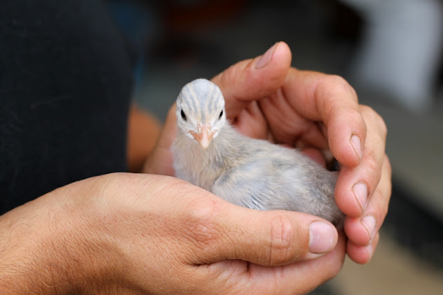 Lavender Guinea Keet