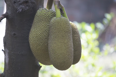 Jackfruit