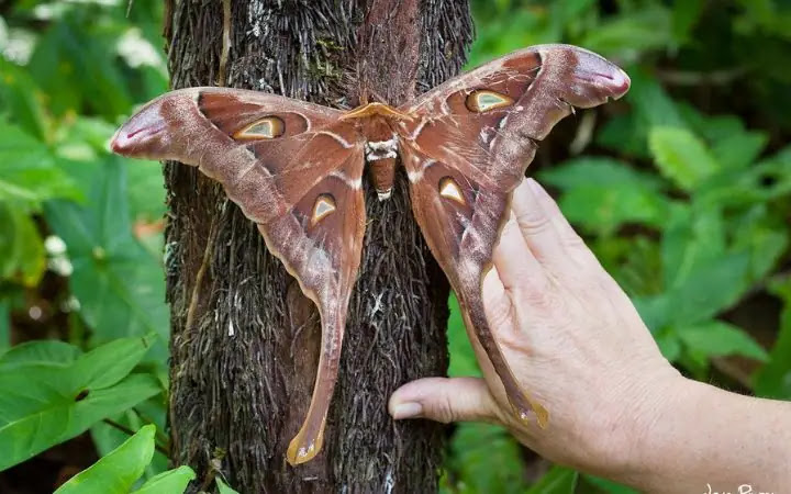Meet the 12 Largest Moths in the World