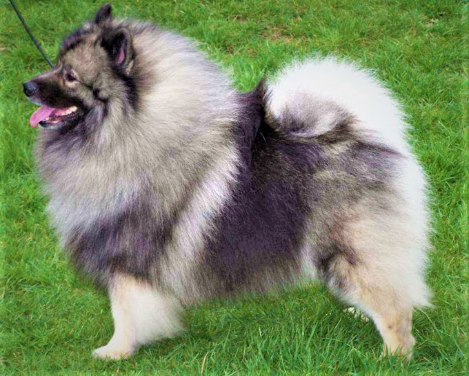 Keeshond price, breed, description, personality, teaching, diseases and care.