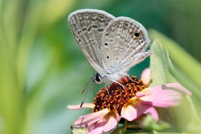 god gifted colourful insects photo collection