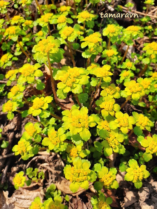 Селезёночник волосистый (Chrysosplenium pilosum)