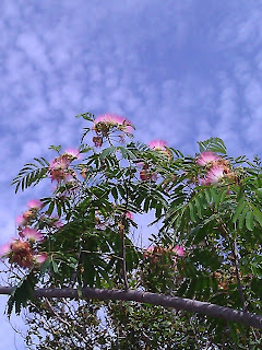 [image description] Tree bearing pink flowers against a cloudy blue sky. 