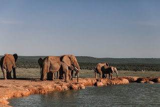 can elephant swim