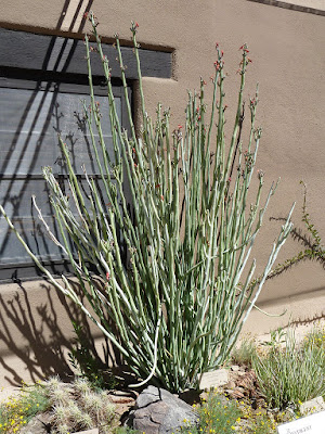 Pedilanthus macrocarpus - Euphorbia lomelii care and culture