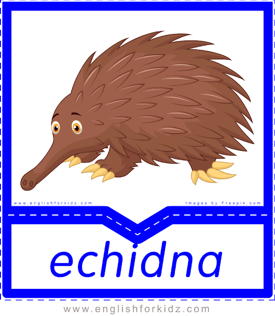 Echidna - printable Australian animals flashcards for English learners