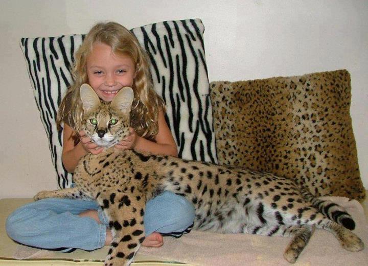 Savannah Cat - A Savannah Cat with a cute child