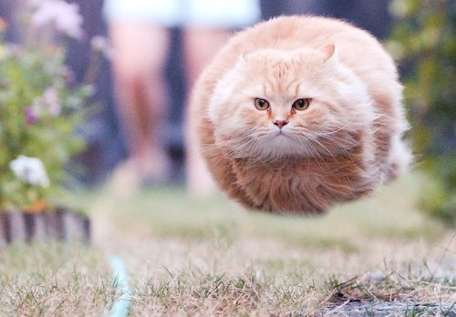  Kucing menjadi peliharaan favorit bagi sebagian orang sob √ 10 Foto ini Menandakan Kucing Adalah Hewan Lucu