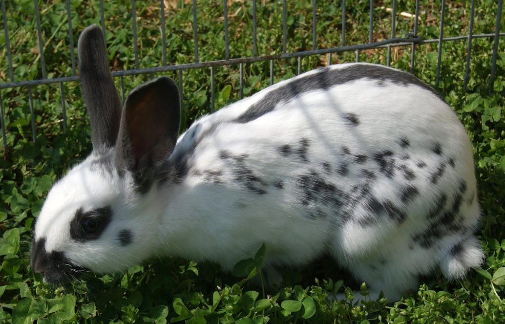 English Spot Rabbit