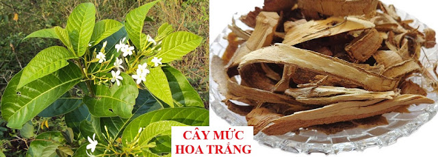 Tự Chữa Bệnh Bằng Cây Thuốc Nam - CÂY MỨC HOA TRẮNG