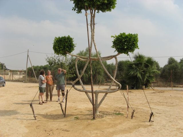 tree-shaping-1