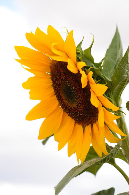 sunflower, journal of a thousand things, photography, amy myers,