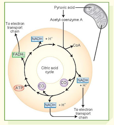 Citric Acid Cycle