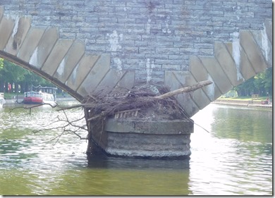 10 tree on workmans bridge