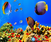 Terumbu karang terindah didunia