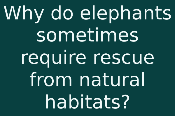 Why do elephants sometimes require rescue from natural habitats?