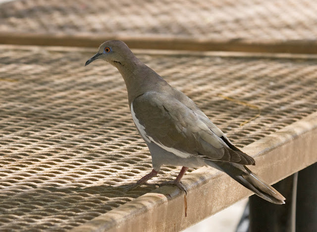 White-winged Dove Agua Caliente Park.