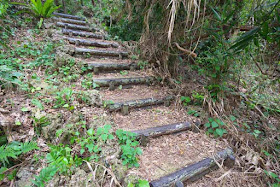 hill, forest, steps, logs, Horohoro, Okinawa