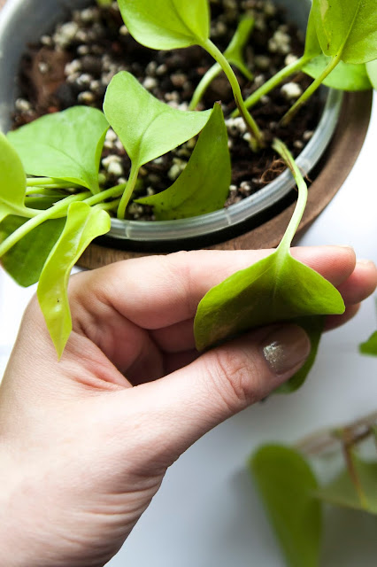 scindapsus epipremnum różnice