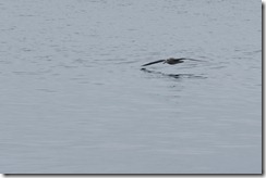 Black-footed Albatross