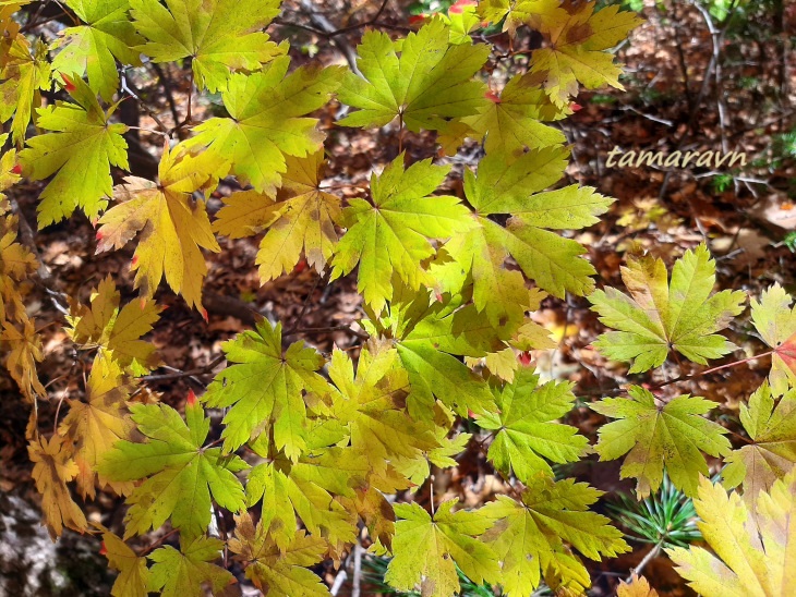 Клён ложнозибольдов (Acer pseudosieboldianum)