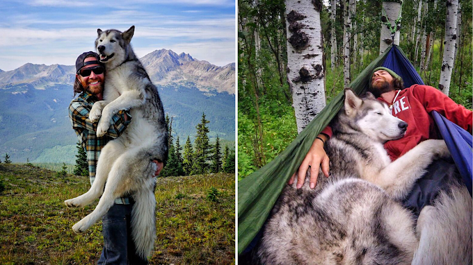 A Man Takes His Wolf Dog On Adventures Instead Of Locking It Away (10+ Pics)