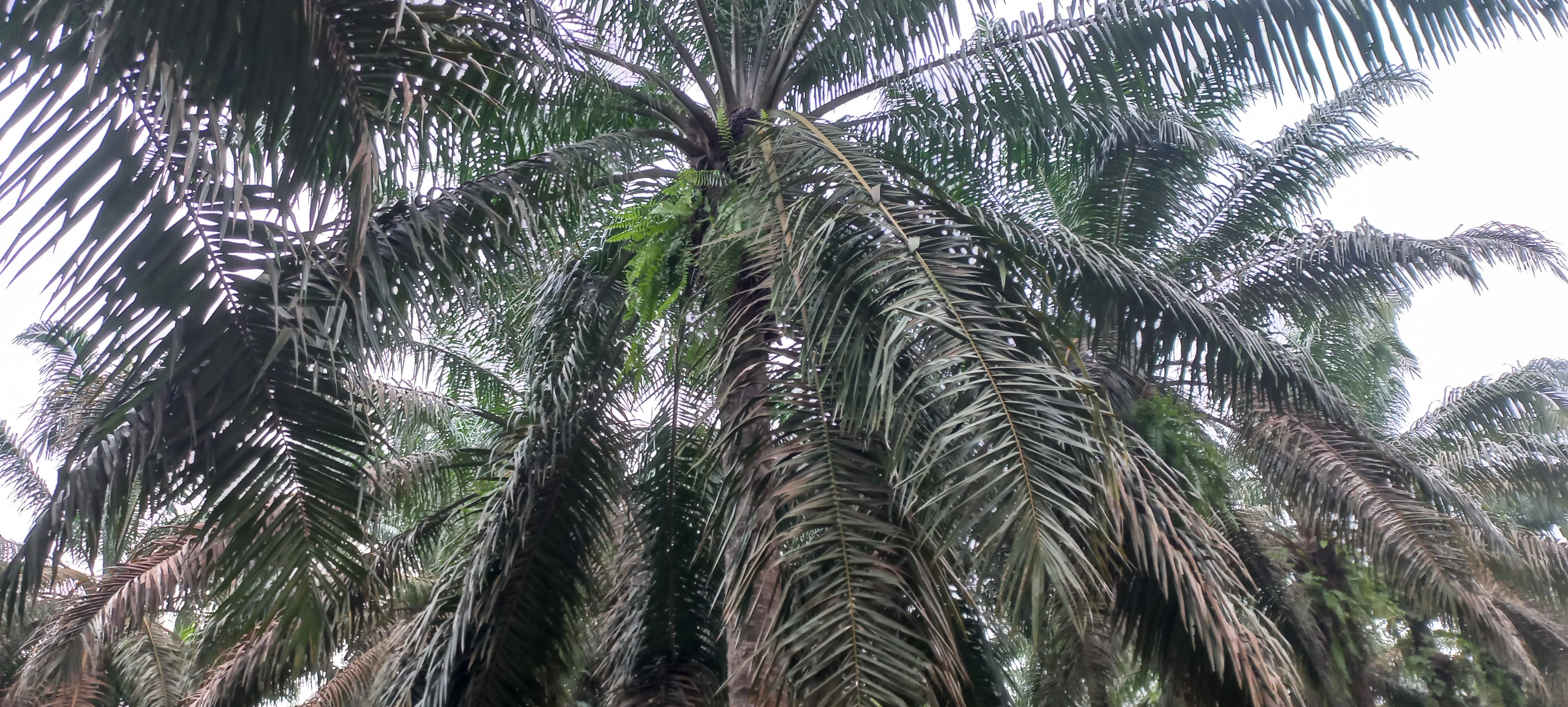 Pengolahan fraksi buah kelapa sawit