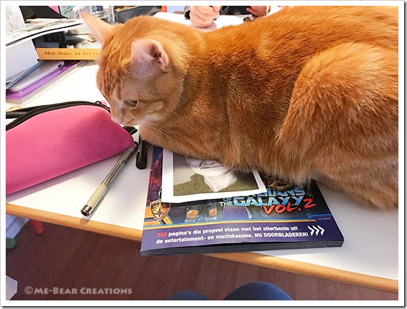 Sinead-studiocat