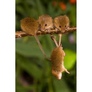 Hanging Harvest Mouse