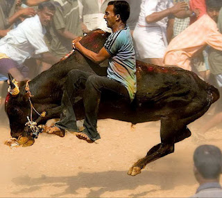 Matador Ala India yang Lebih Sadis dan Berbahaya