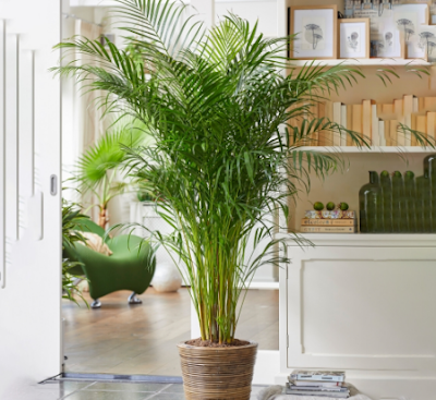 Palma areca
