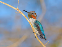 World Record, Smallest vs Largest Birds and 10 lbs to Your Bench Press in 5 Seconds